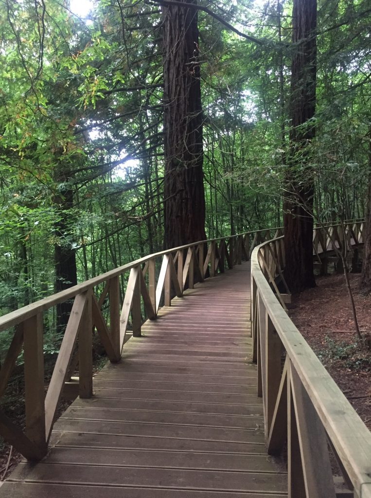 Bosque de Secuoyas de Cabezón de la Sal